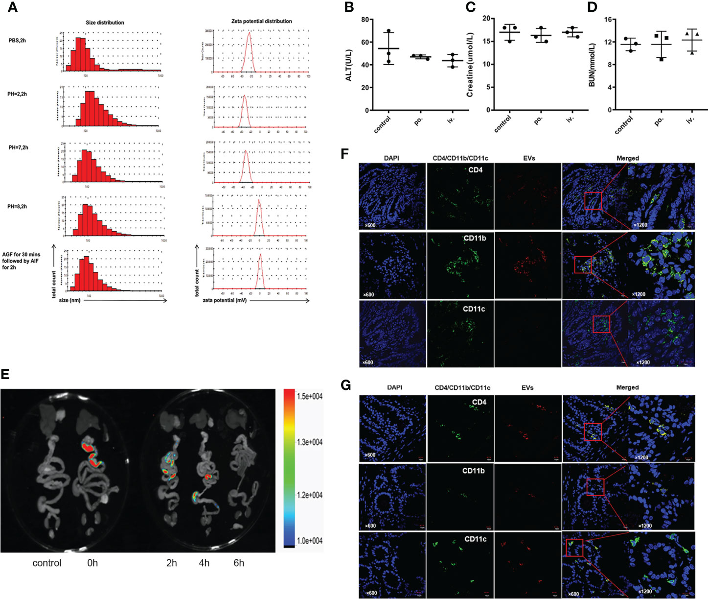 Orally delivered orange-derived extracellular vesicles show ileocecal fluorescence and colocalization with CD4⁺, CD11b⁺, and CD11c⁺ cells in mouse intestine.